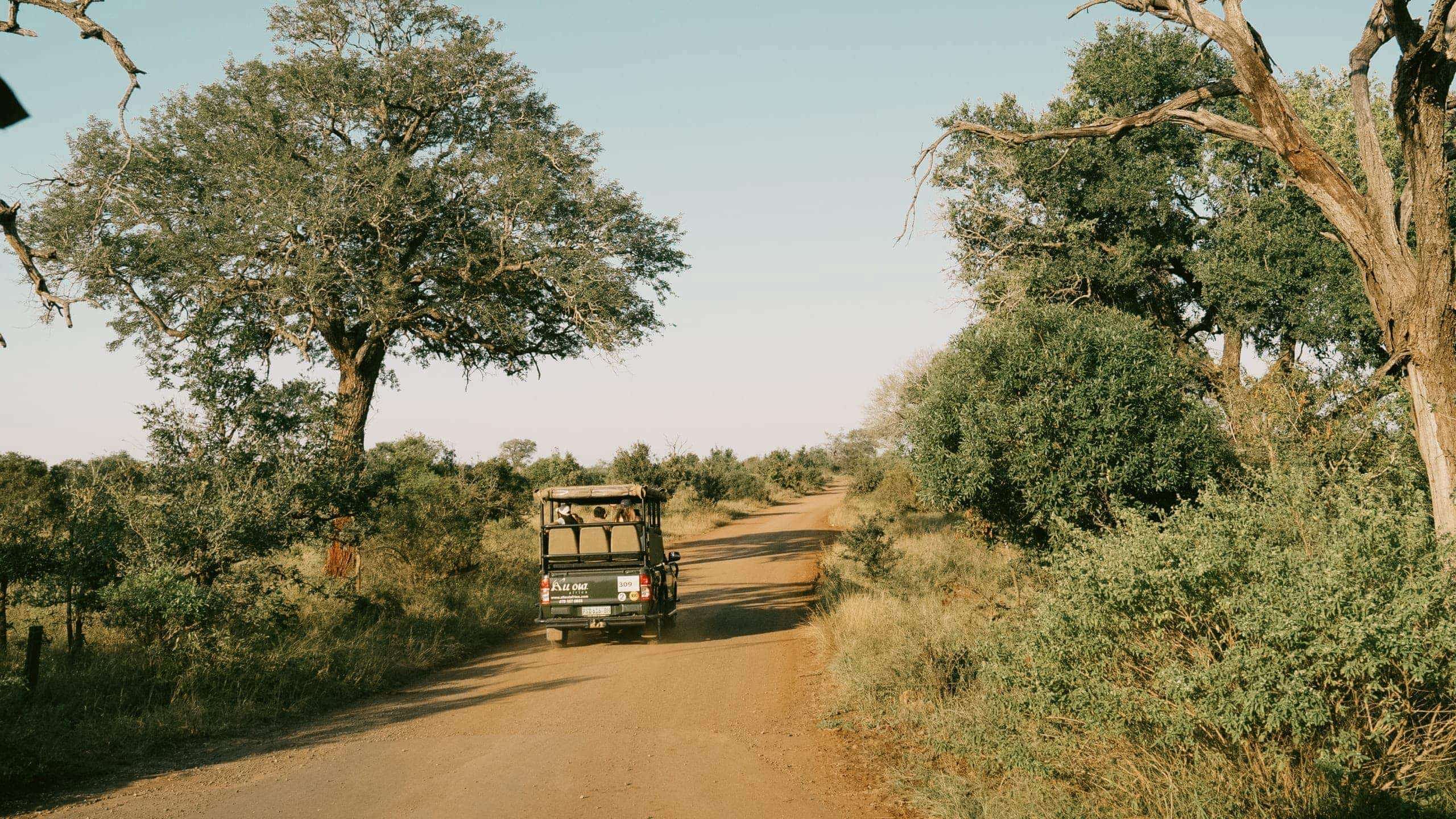 Safari vehicle driving through the South African bush on a game drive during Contiki's Cape Town to Kruger Safari Tour