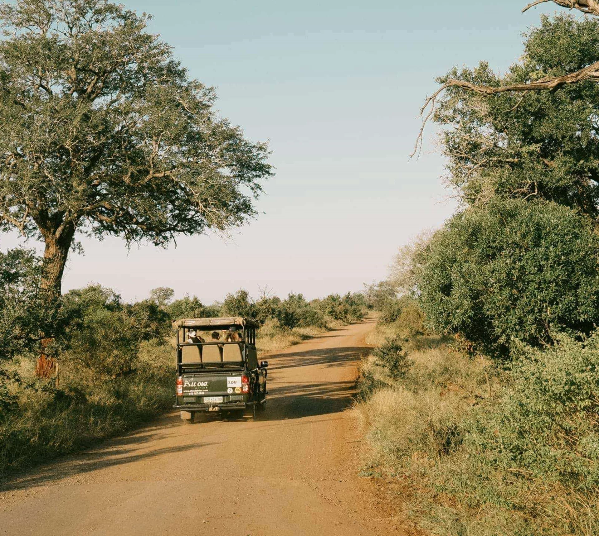 Safari vehicle driving through the South African bush on a game drive during Contiki's Cape Town to Kruger Safari Tour