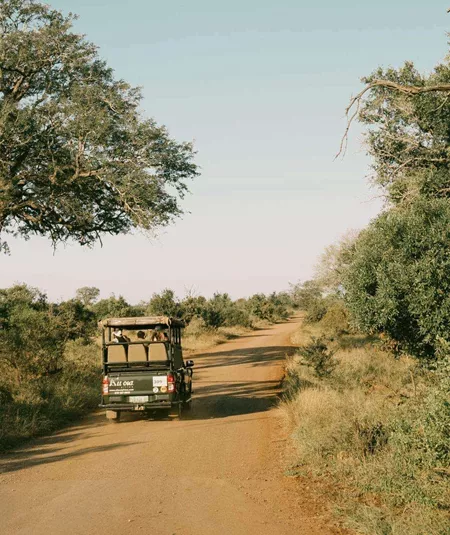 Safari vehicle driving through the South African bush on a game drive during Contiki's Cape Town to Kruger Safari Tour