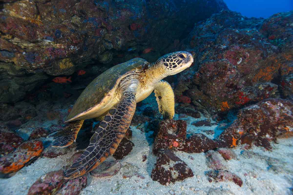 Green Turtle Cocos Island National Park Puntarenas Province Costa Rica