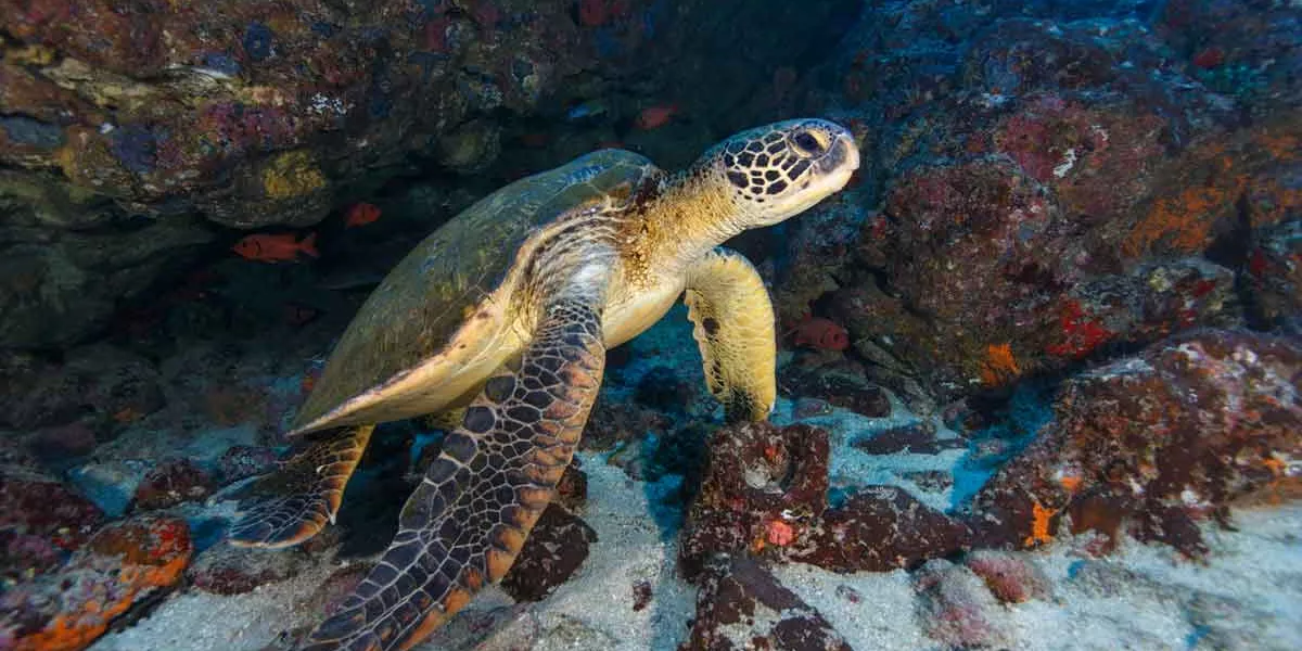 Green Turtle Cocos Island National Park Puntarenas Province Costa Rica