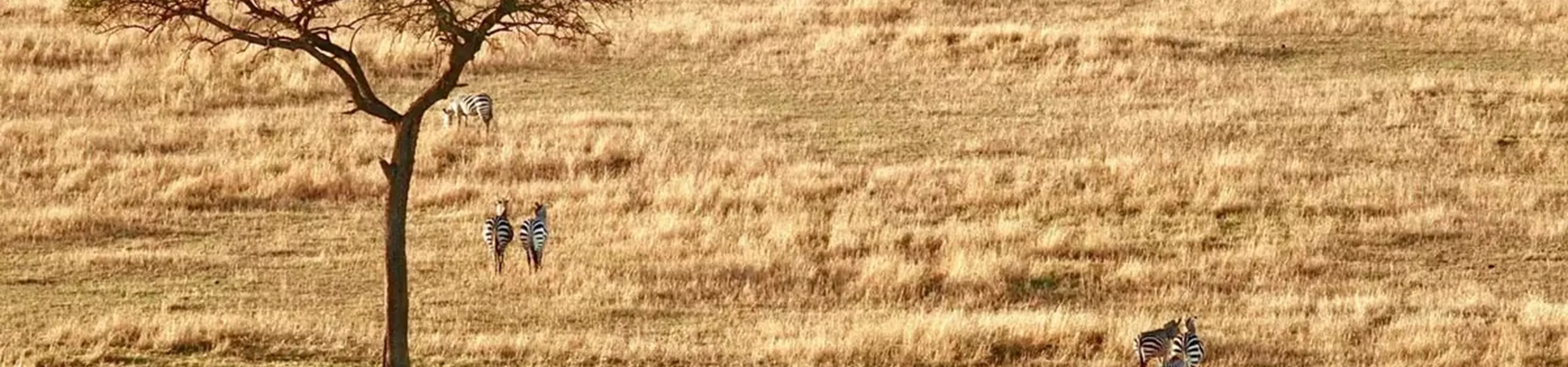 Zebras in a field with a tree in the foreground