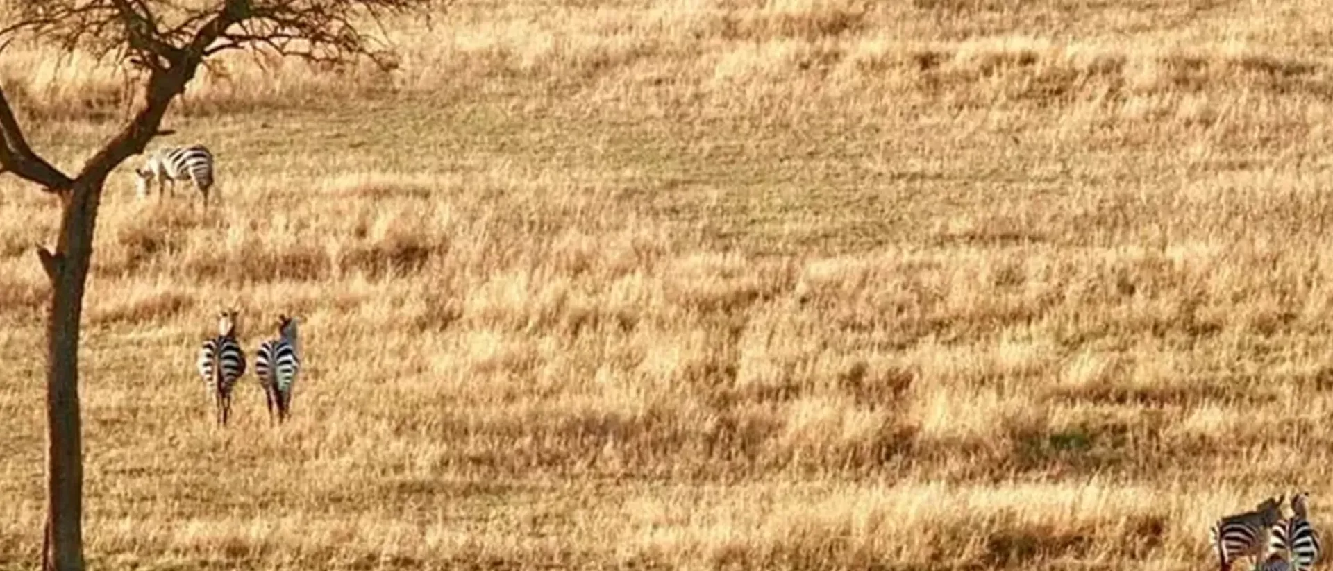 Zebras in a field with a tree in the foreground