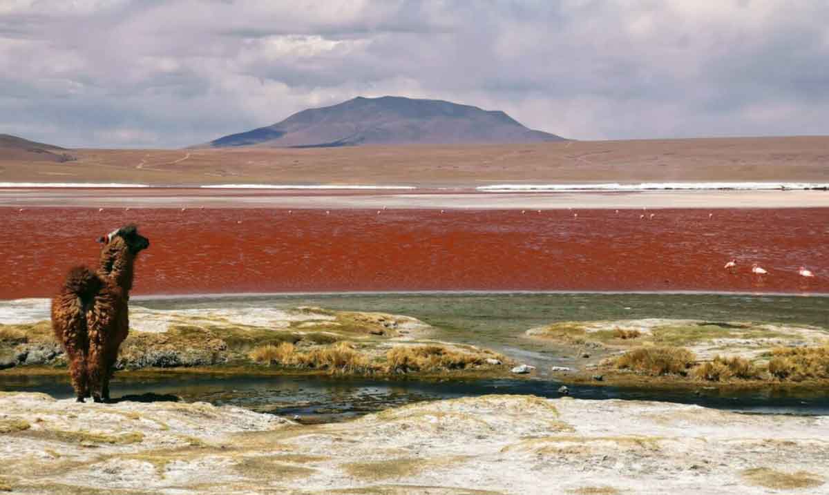 Llama Looking At Landscape Mountains Red Lake Flamingo
