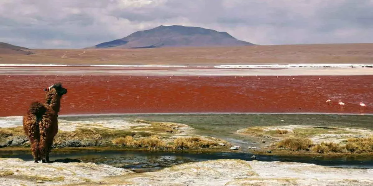 Llama Looking At Landscape Mountains Red Lake Flamingo