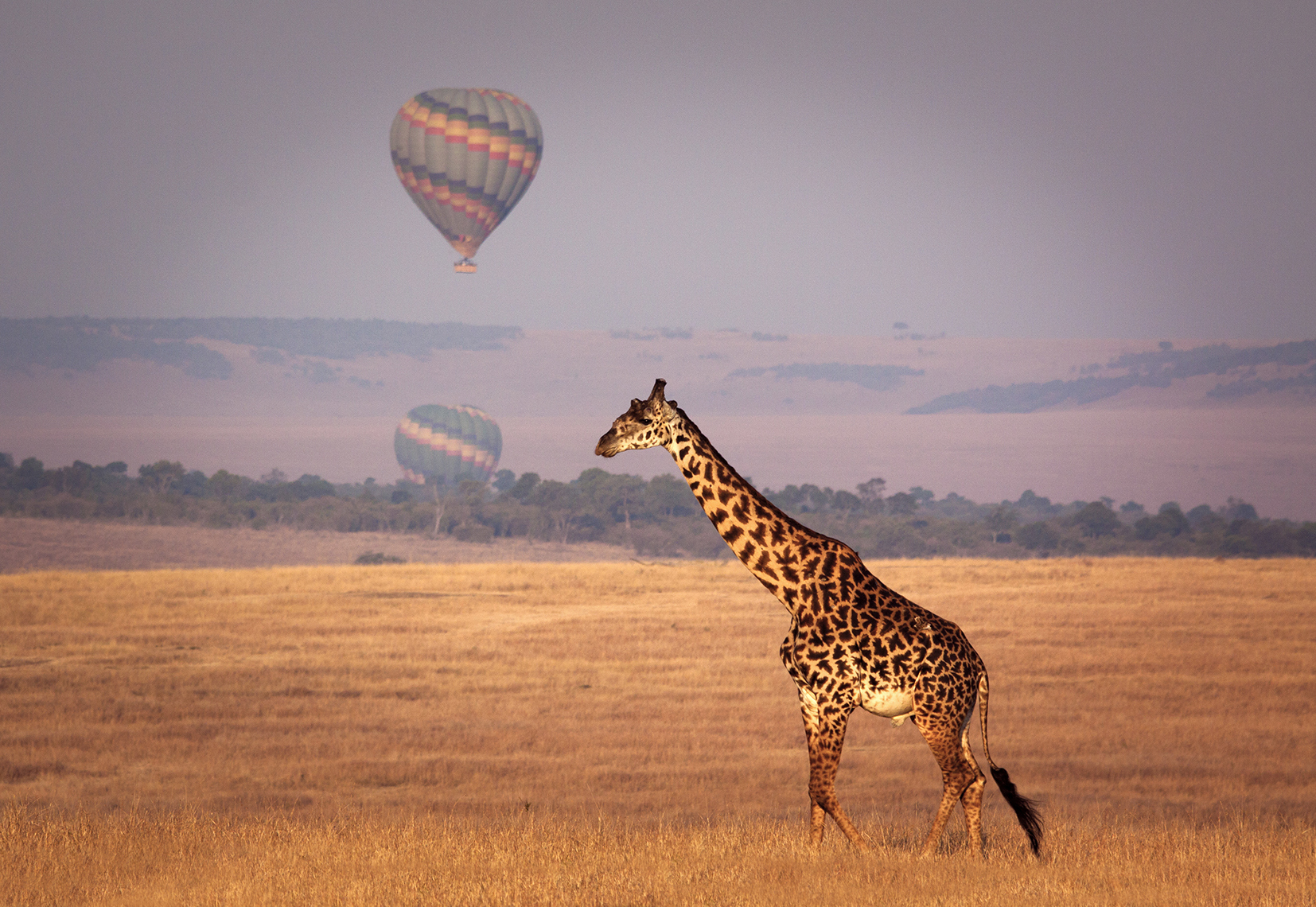 Take another afternoon Game Drive in the Maasai Mara