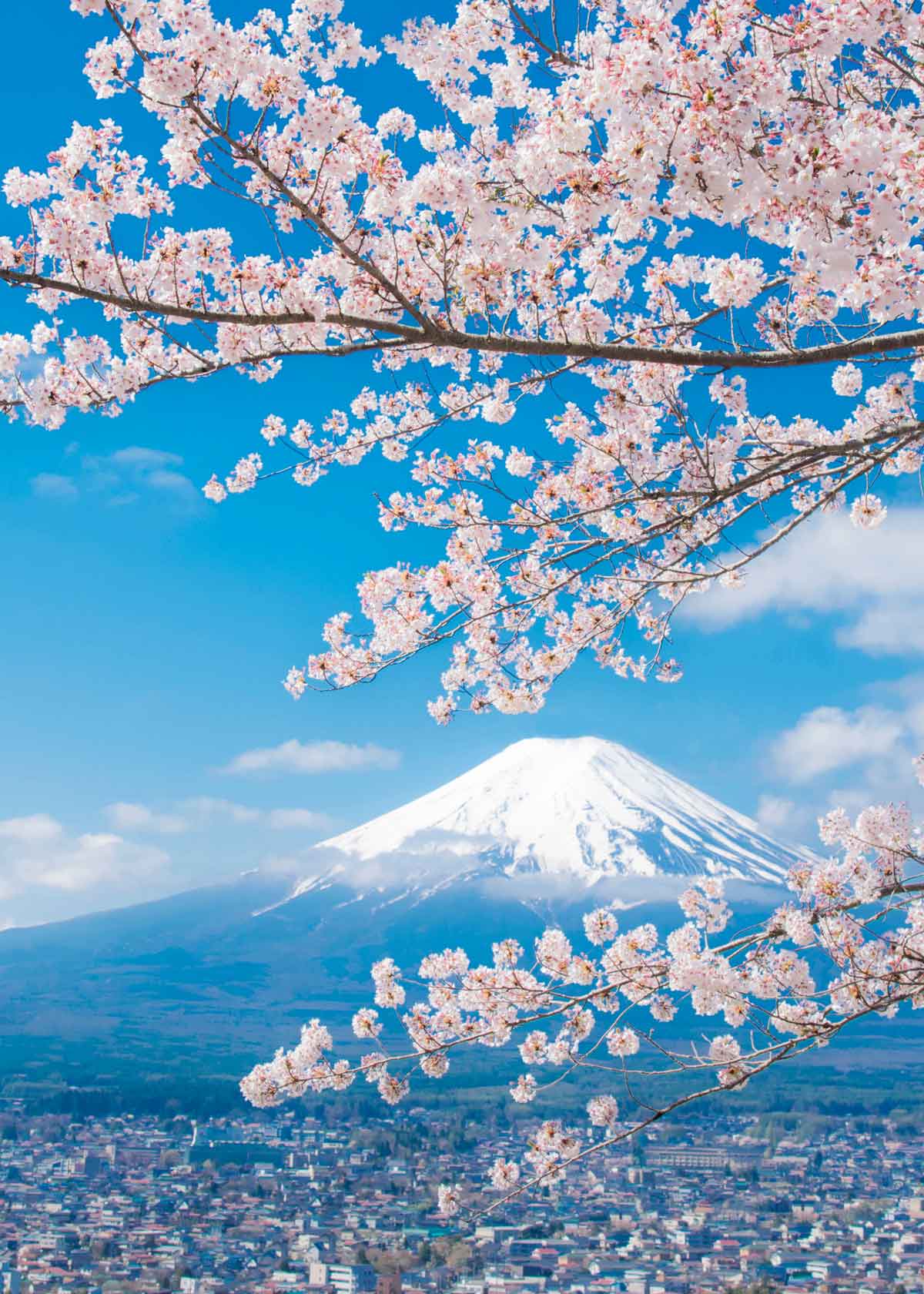 View Of Mount Fuji With Cherry Blossom Japan