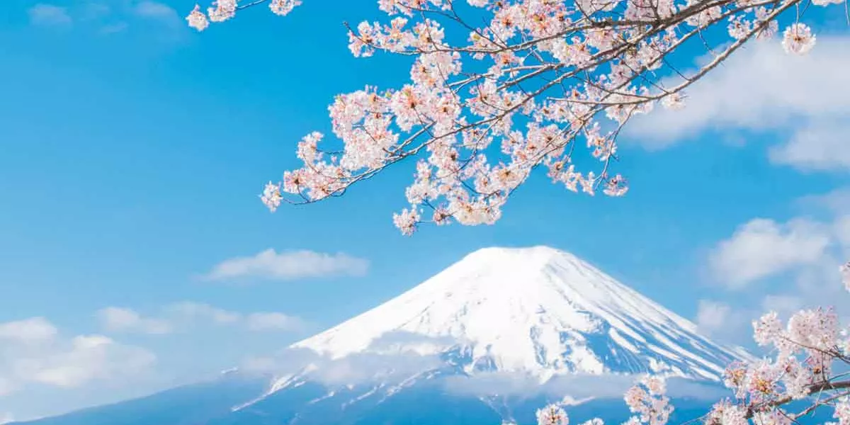 View Of Mount Fuji With Cherry Blossom Japan