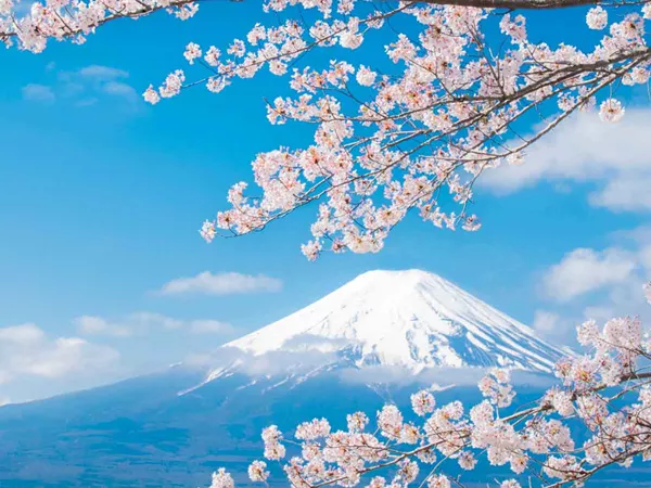 View Of Mount Fuji With Cherry Blossom Japan