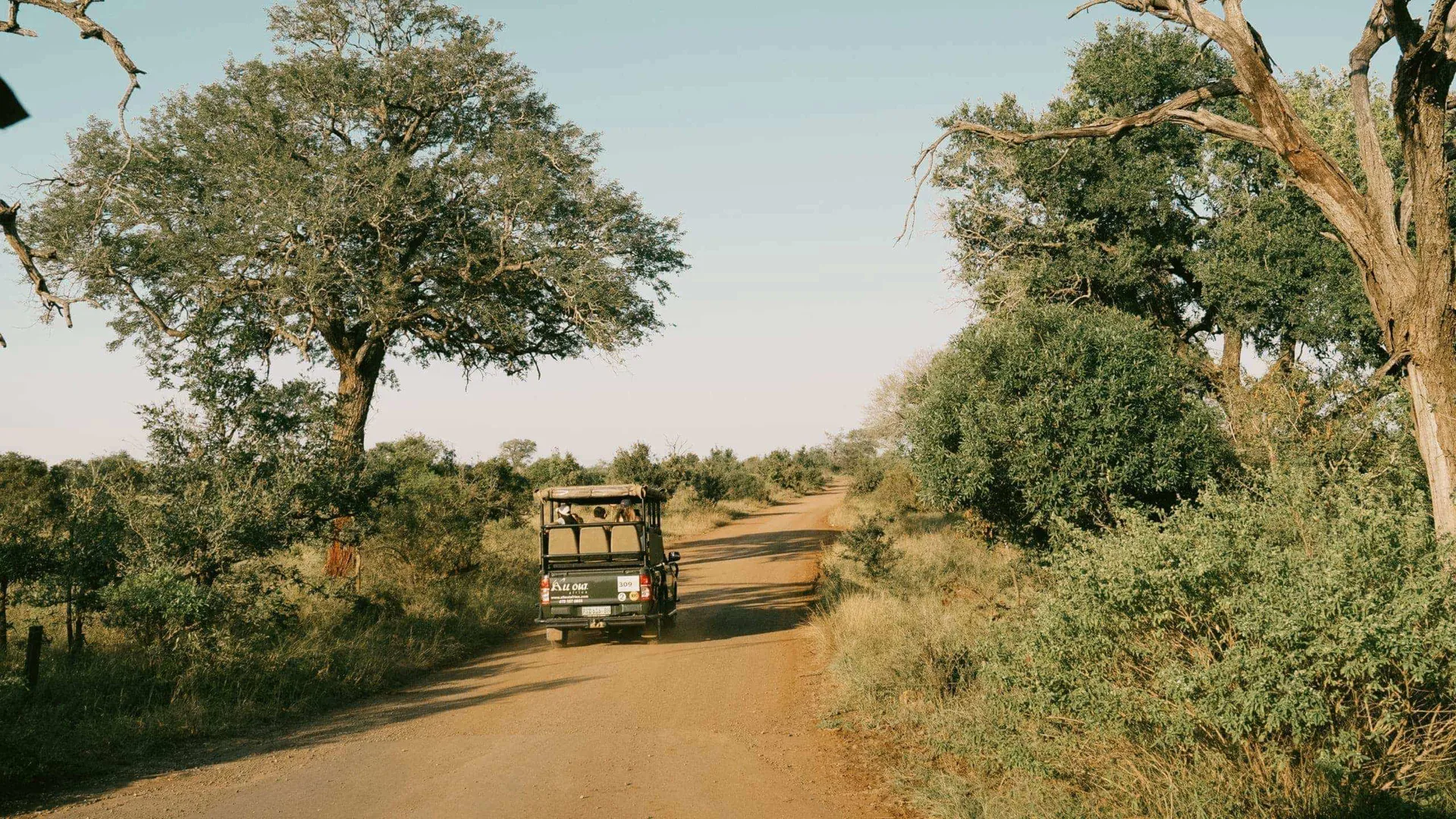 Safari vehicle driving through the South African bush on a game drive during Contiki's Cape Town to Kruger Safari Tour