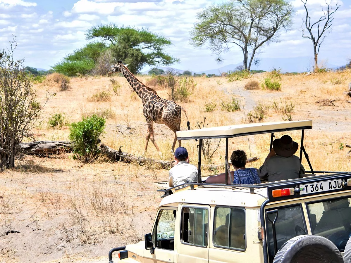 Safari giraffe viewing in Tanzania.