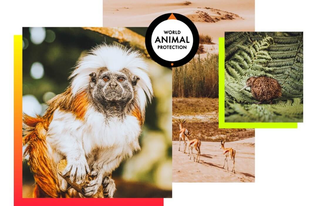 Mtm Wildlife Image