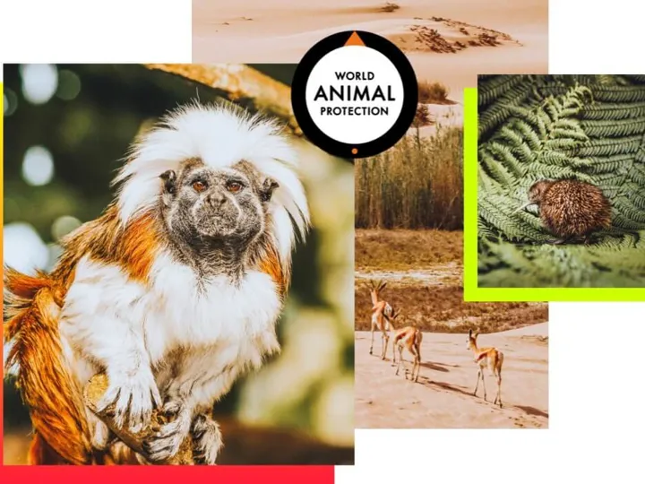 Mtm Wildlife Image