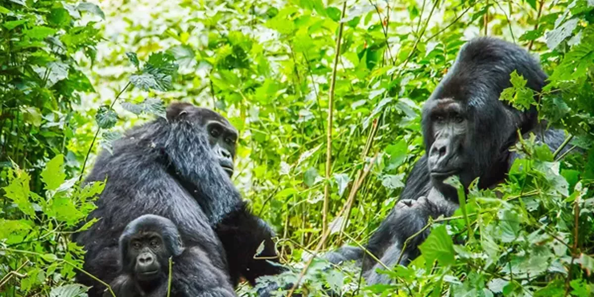 Gorillas Family Nature Around Them