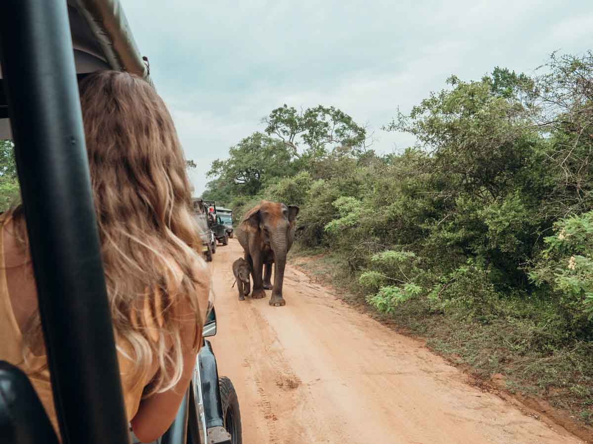 Elephant Walking Alongside Truck In Safari