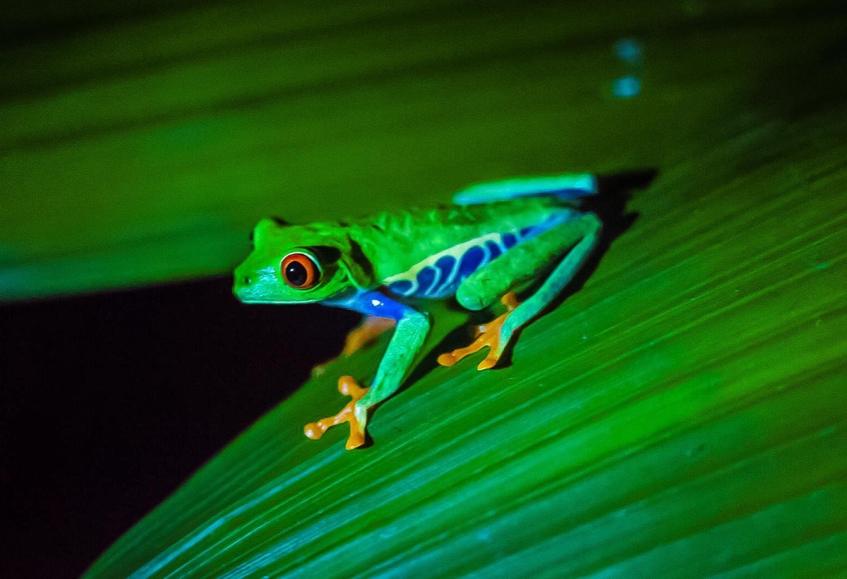 A green frog sitting on top of a green leaf