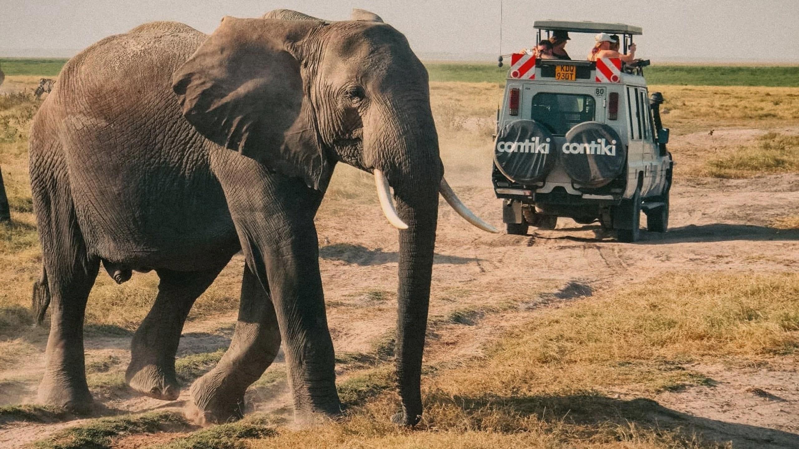 Elephant crossing a safari track beside a Contiki safari vehicle in Tanzania