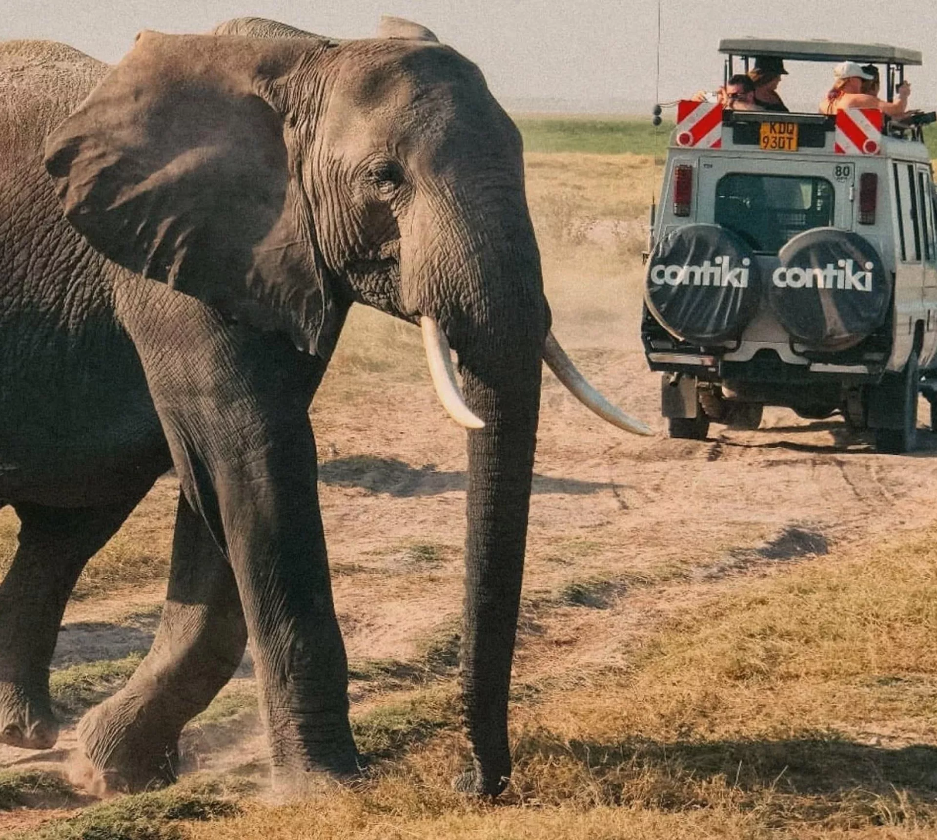 Elephant crossing a safari track beside a Contiki safari vehicle in Tanzania