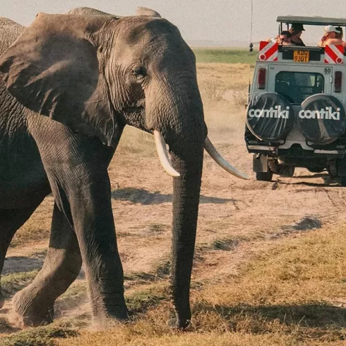 Elephant crossing a safari track beside a Contiki safari vehicle in Tanzania