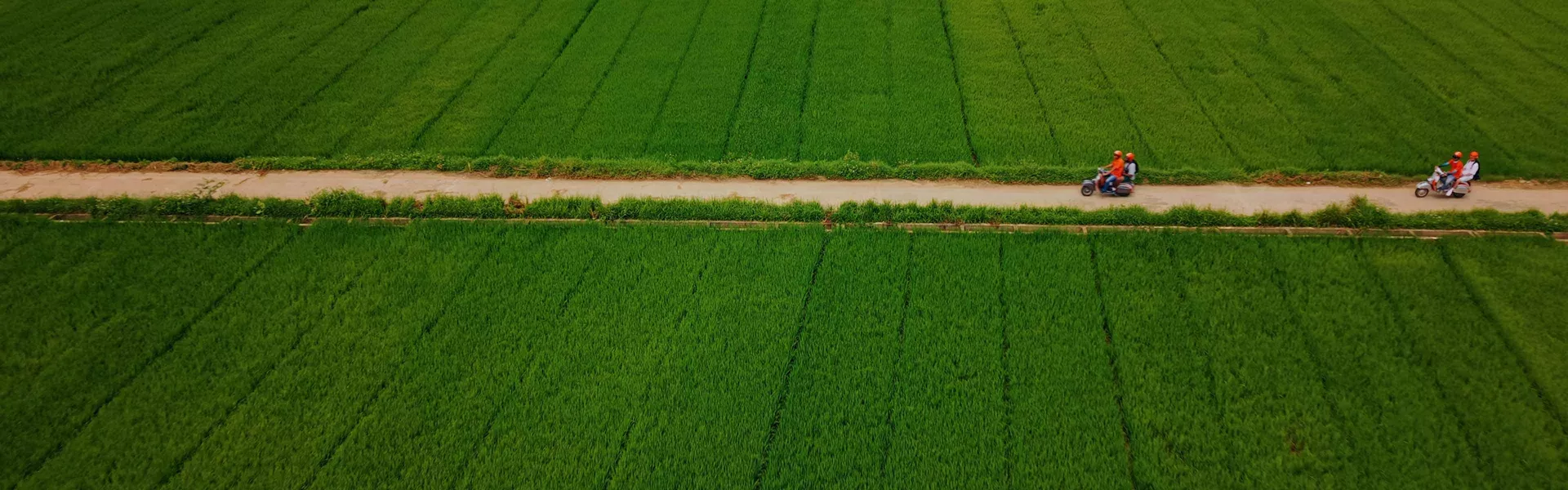 Ride Mopeds Vietnam Fields