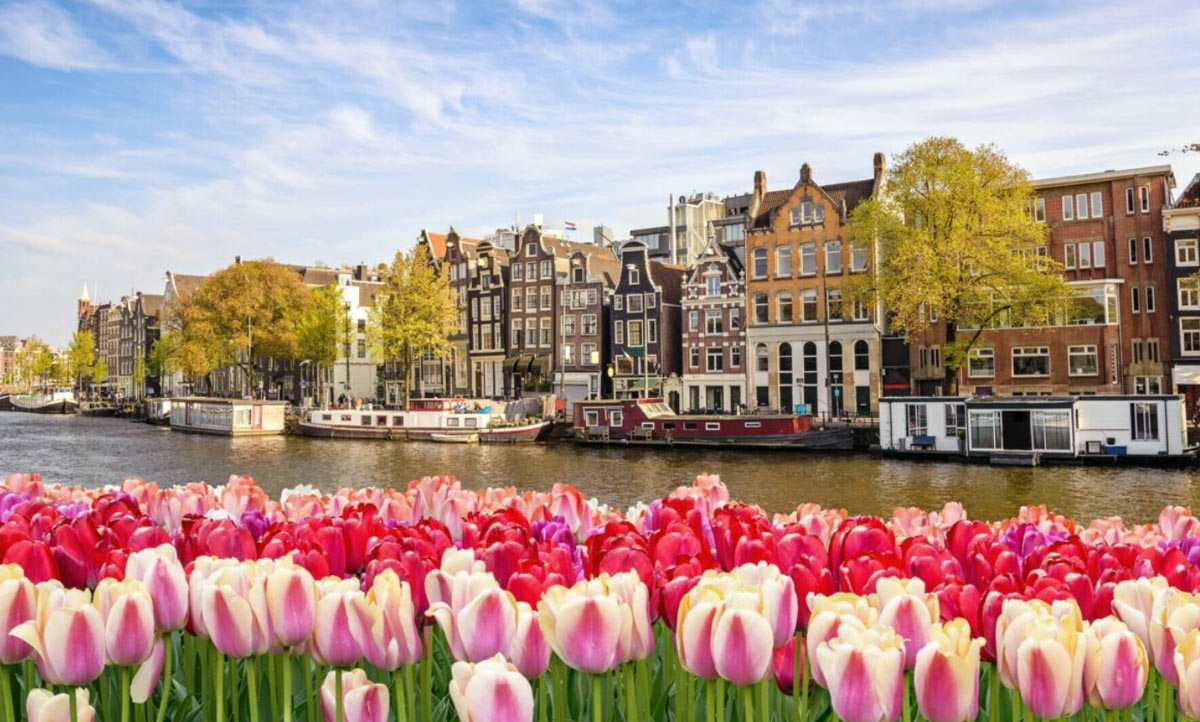 Tulips And A Building Sunny Day