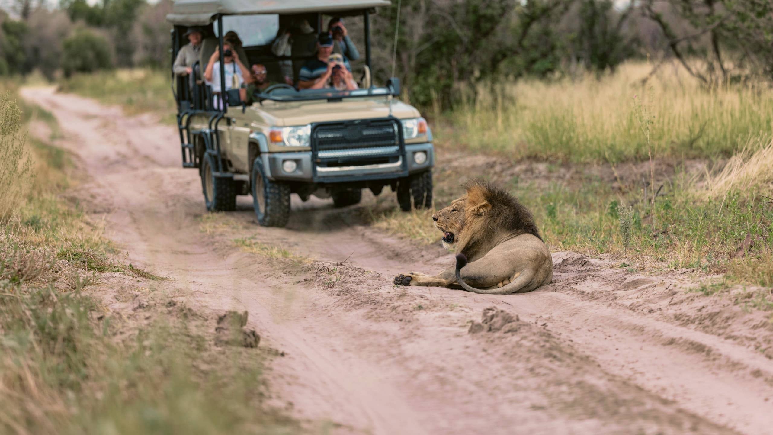 Travellers on an open safari game drive watching a male lion resting on the track in the African wilderness during the Southern Africa Safari 35 to 45 Tour