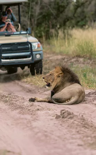 Travellers on an open safari game drive watching a male lion resting on the track in the African wilderness during the Southern Africa Safari 35 to 45 Tour