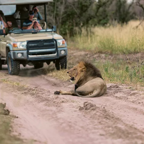 Travellers on an open safari game drive watching a male lion resting on the track in the African wilderness during the Southern Africa Safari 35 to 45 Tour