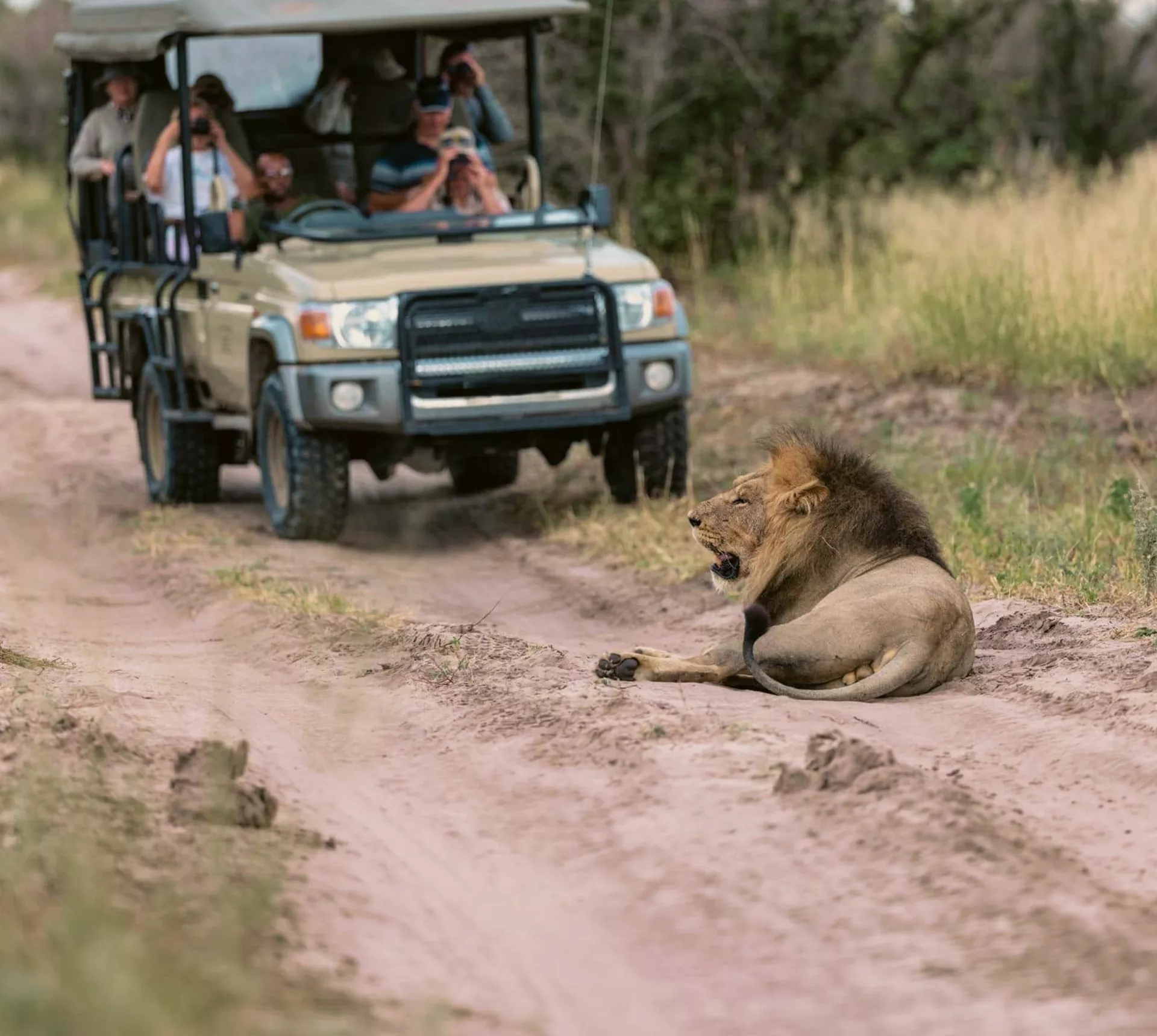 Travellers on an open safari game drive watching a male lion resting on the track in the African wilderness during the Southern Africa Safari 35 to 45 Tour