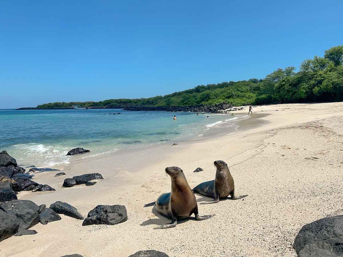 Seals In The Galapogas Island