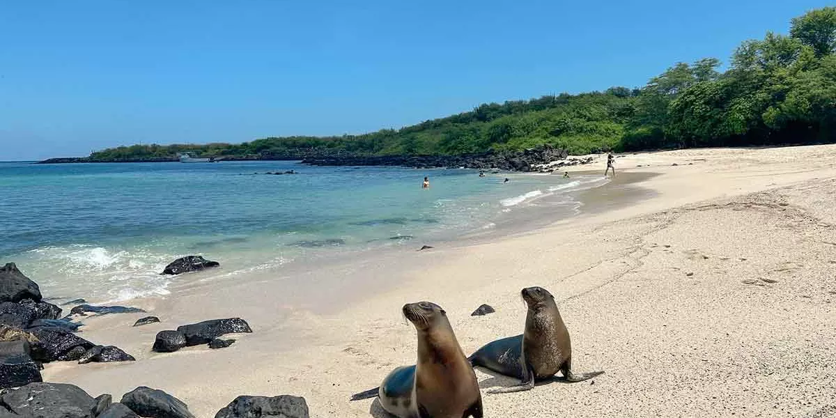 Seals In The Galapogas Island