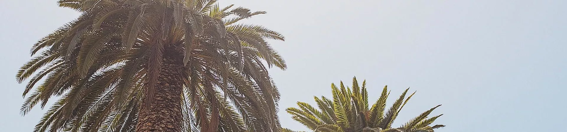Contiki Crawl San Diego palms