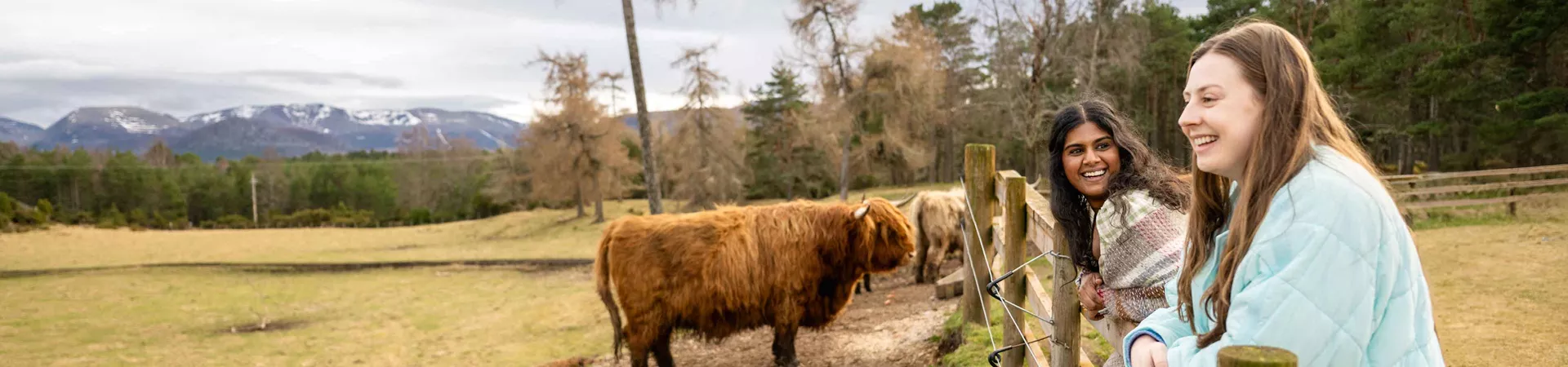 Travellers With Cows In Scotland