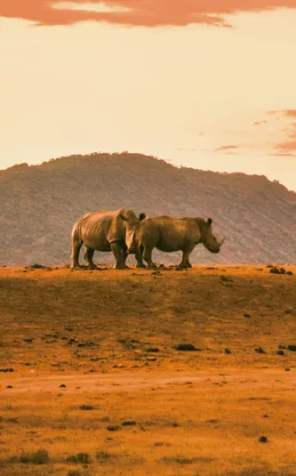 Two rhinos roam the African savanna as a safari vehicle approaches during the Contiki Cape Town to Kruger Safari Tour