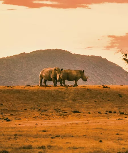 Two rhinos roam the African savanna as a safari vehicle approaches during the Contiki Cape Town to Kruger Safari Tour