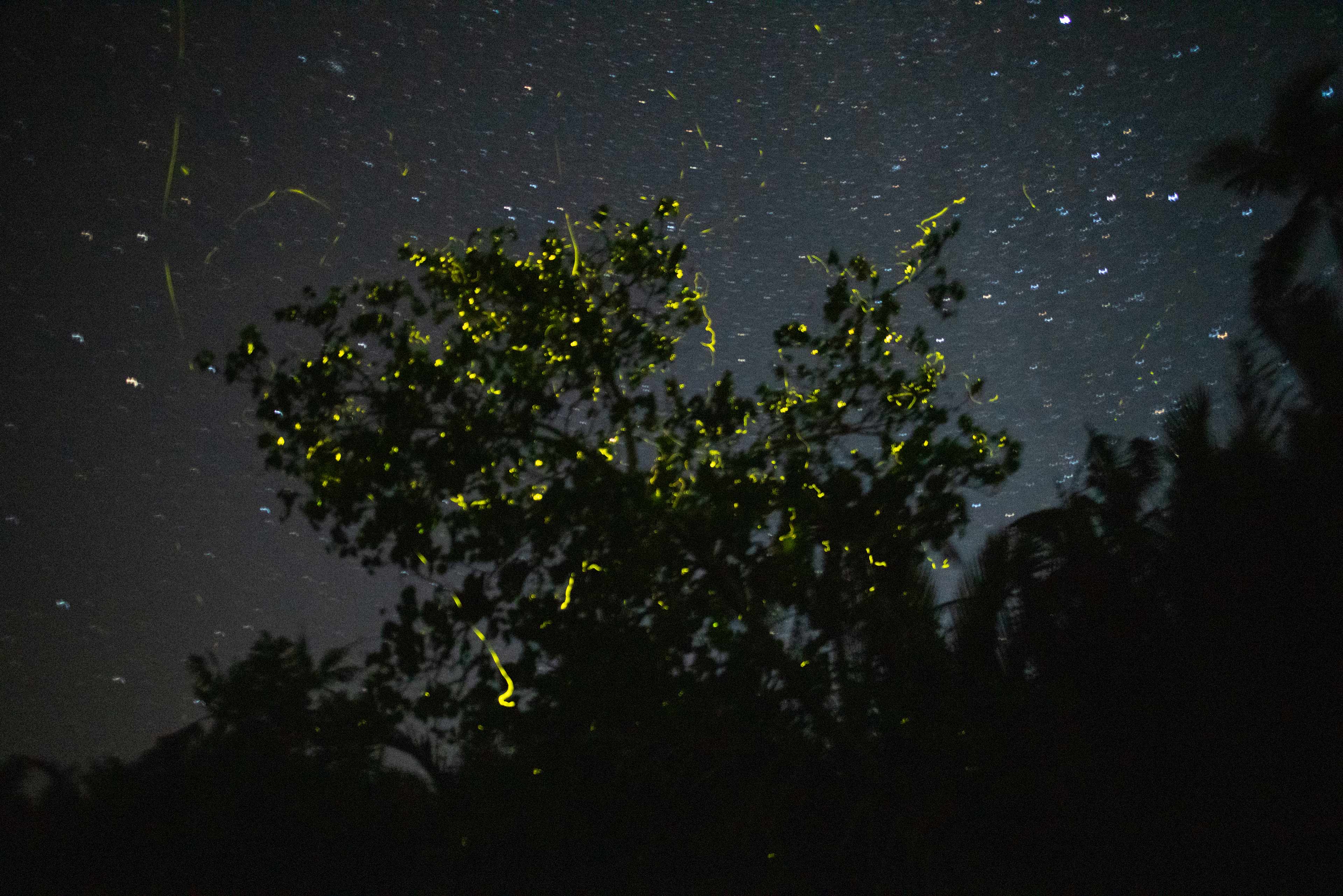Fireflies Philippines