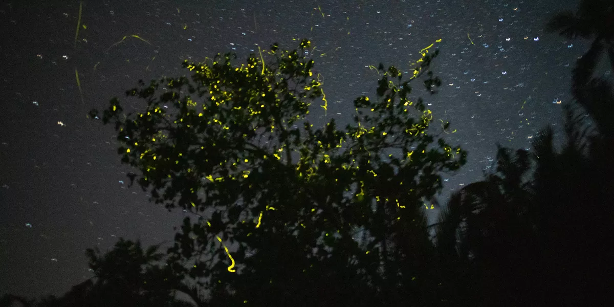 Fireflies Philippines