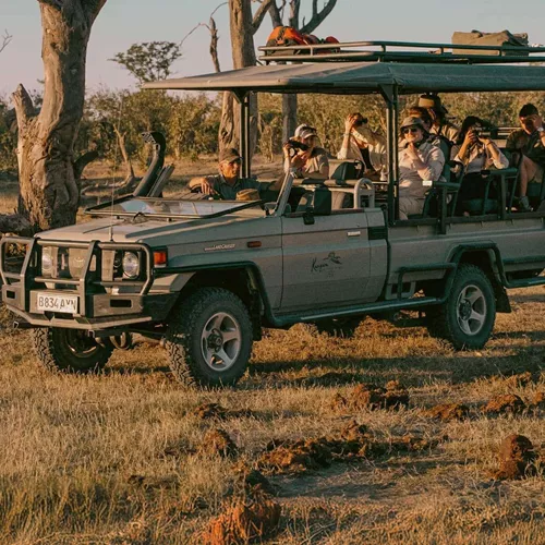 Travellers enjoy a wildlife safari in an open game drive vehicle on the Contiki Best of Botswana & Namibia Tour