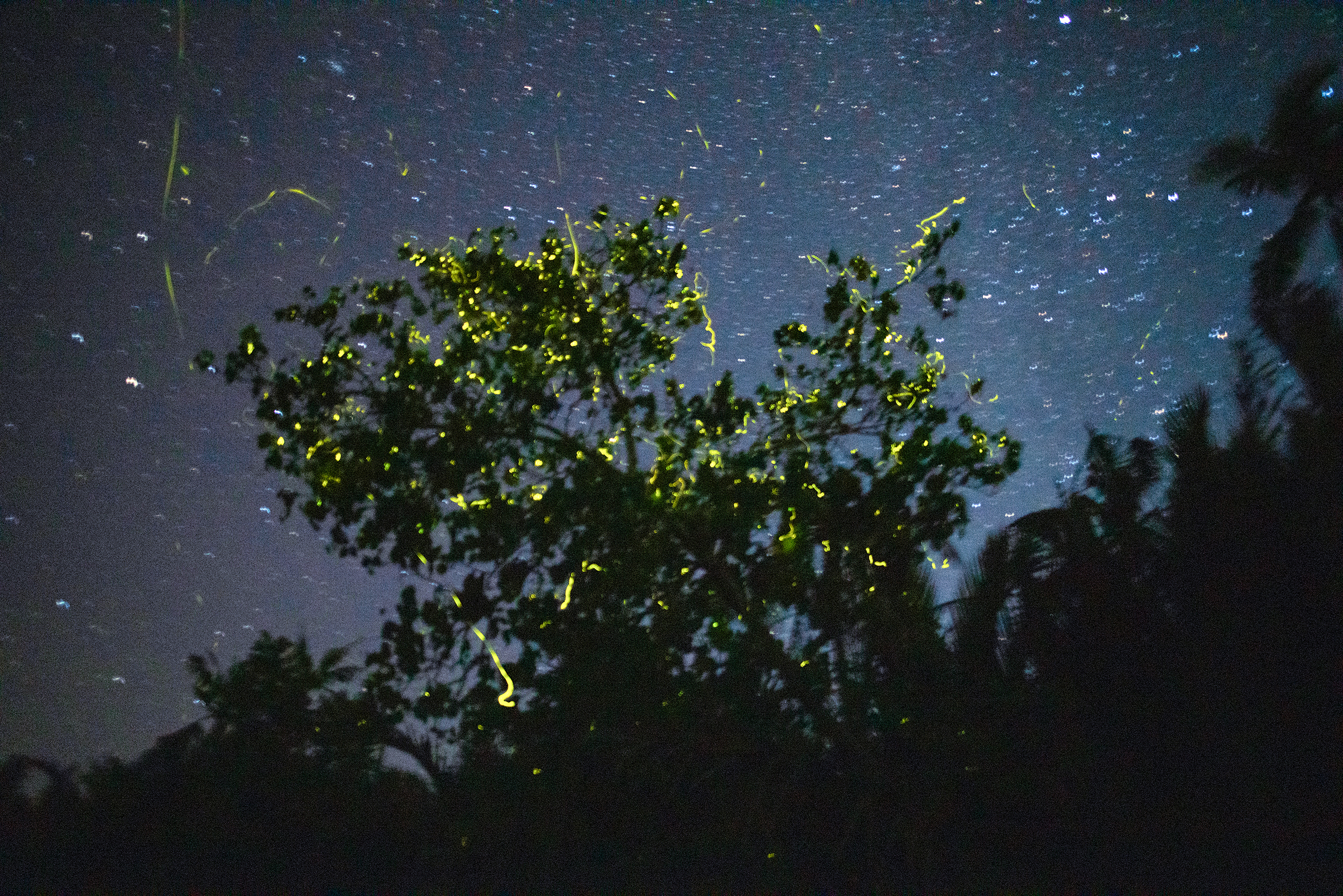 Take a Firefly Boat Tour