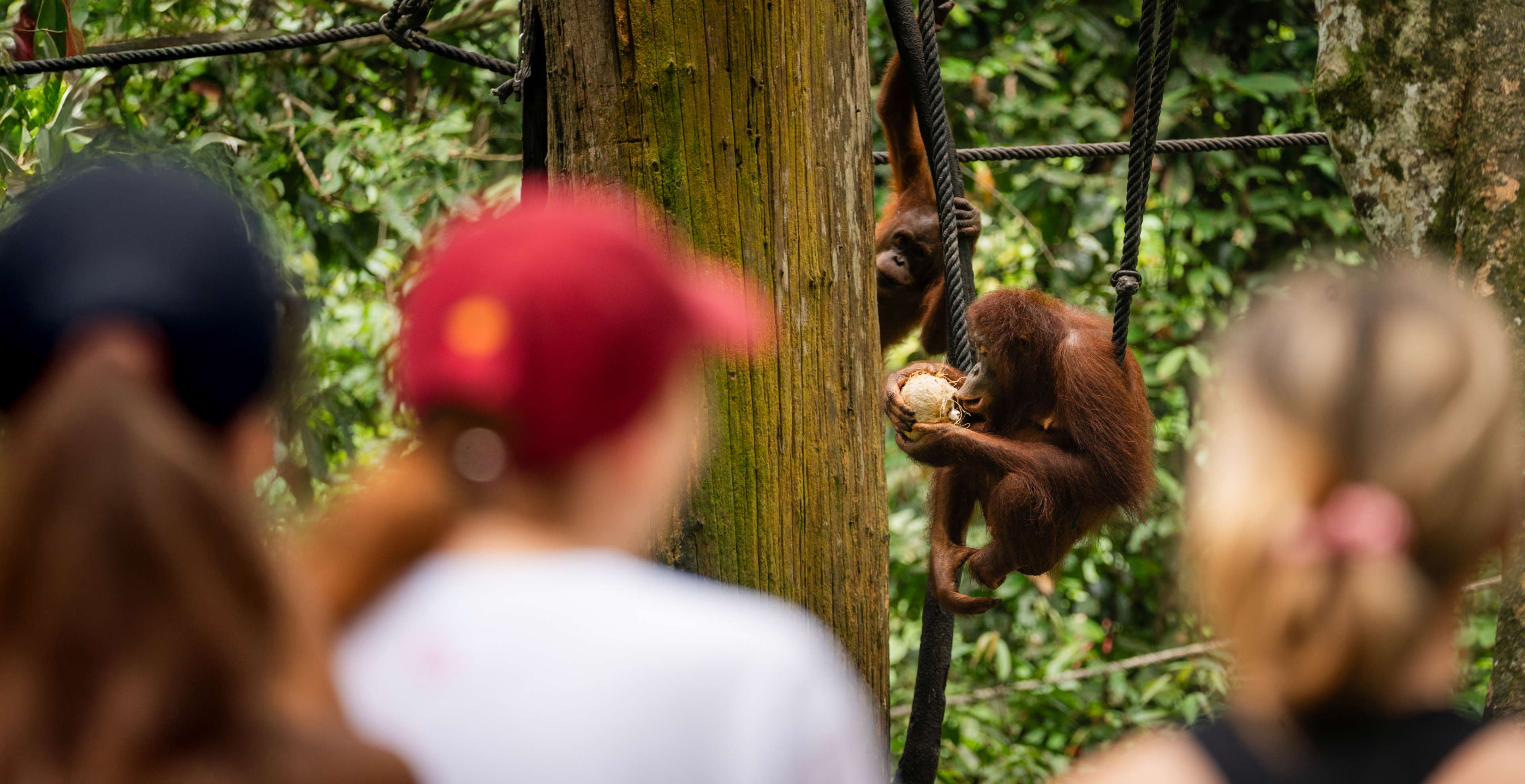 bookingconditions-banner-people-observing-orangutan-in-sepilok-borneo.jpg