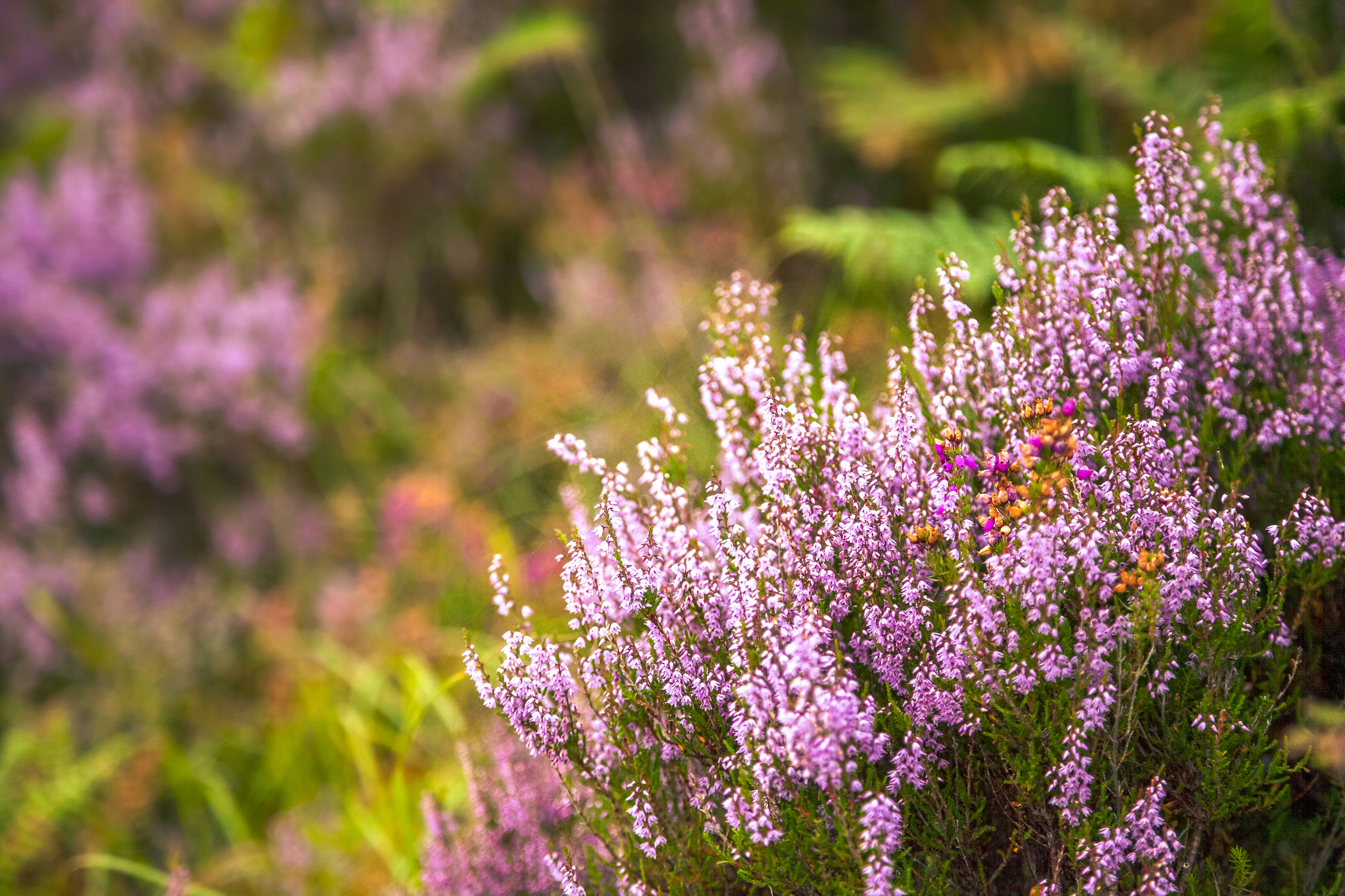 Visit Dundreggan Rewilding Centre (MAKE TRAVEL MATTER® Experience)