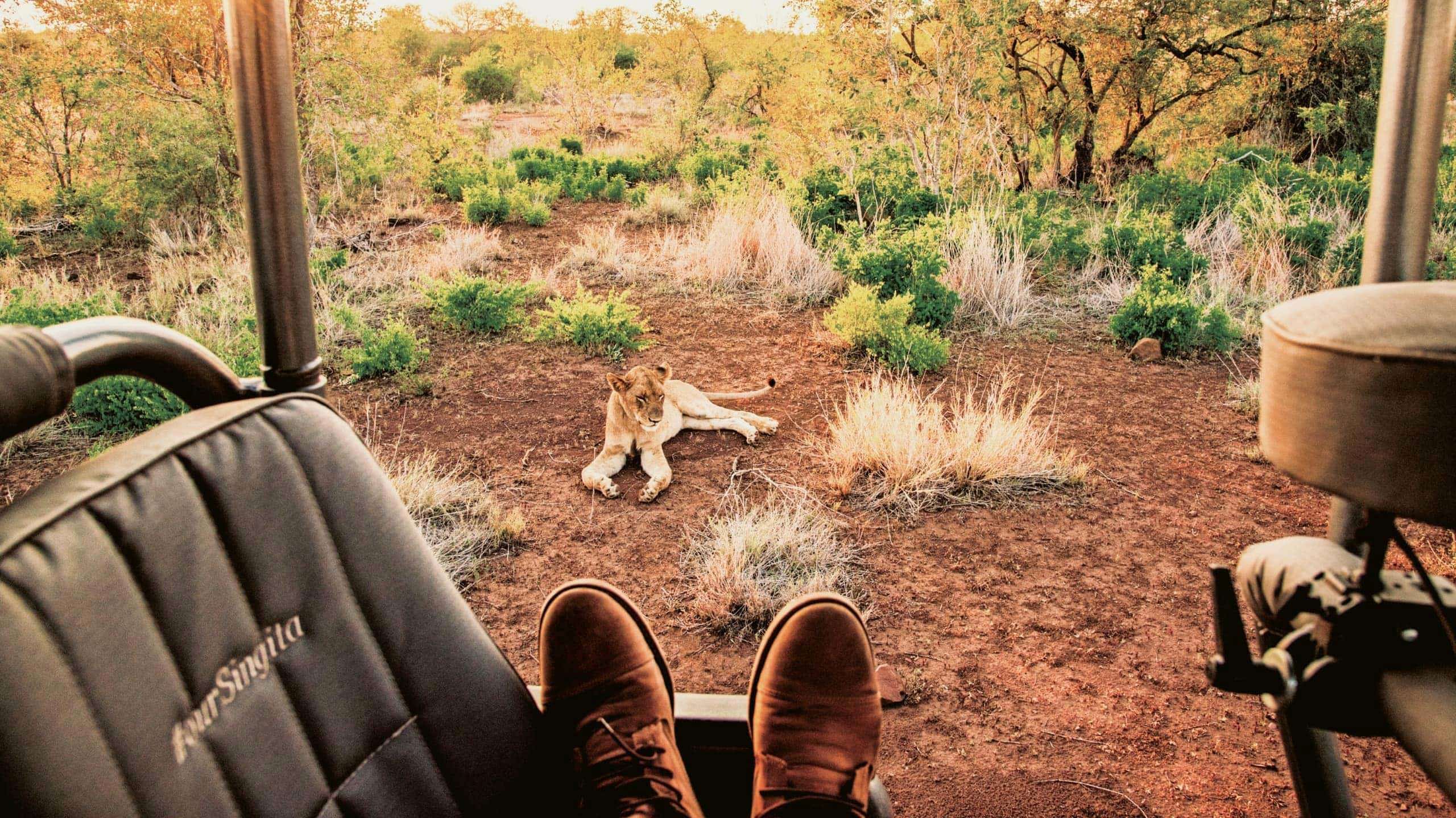 Lion resting beside a safari track viewed from an open safari vehicle in Kruger National Park, South Africa, on the Contiki Kruger & Eswatini Safari 35 to 45 Tour