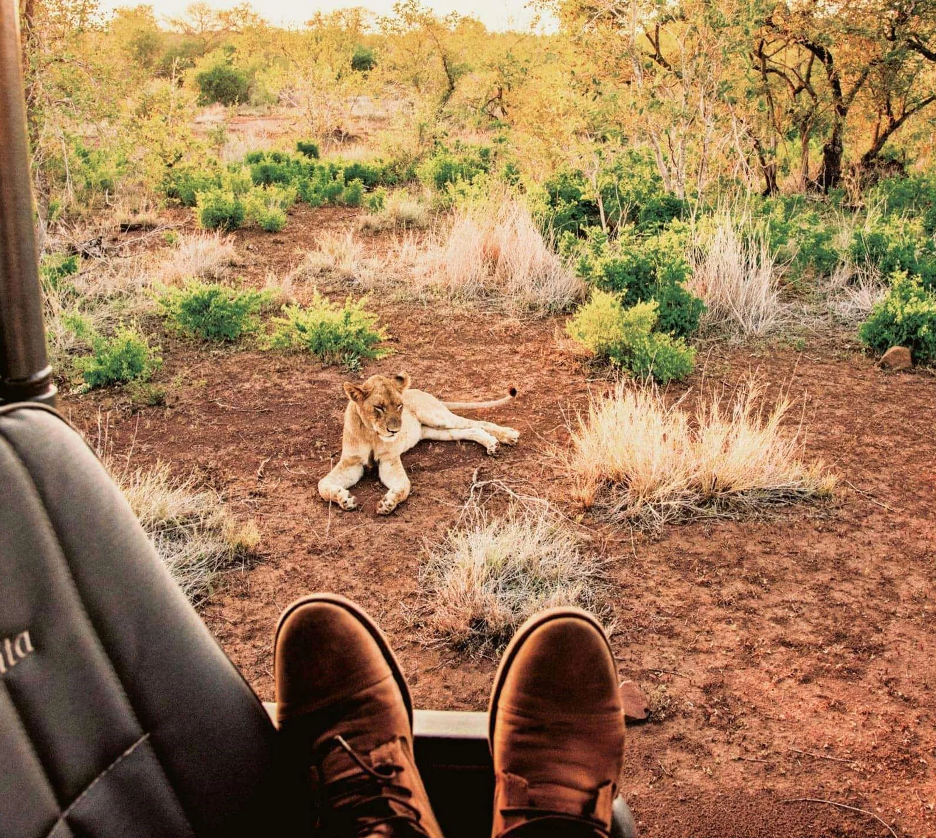 Lion resting beside a safari track viewed from an open safari vehicle in Kruger National Park, South Africa, on the Contiki Kruger & Eswatini Safari 35 to 45 Tour