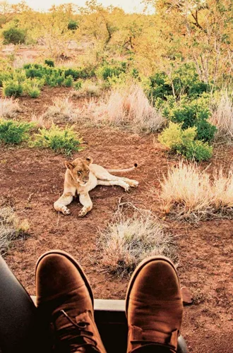 Lion resting beside a safari track viewed from an open safari vehicle in Kruger National Park, South Africa, on the Contiki Kruger & Eswatini Safari 35 to 45 Tour