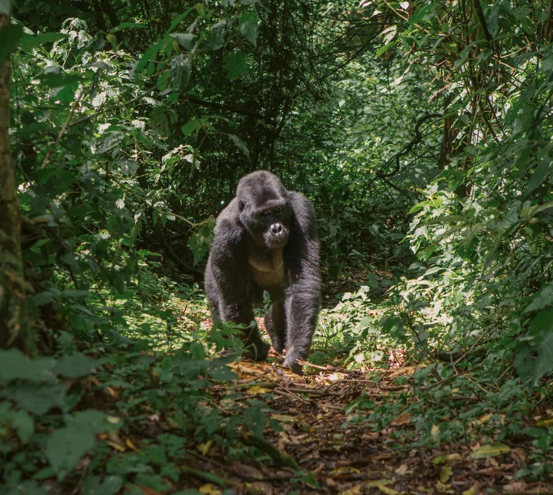 Uganda: Gorilla and Chimp Trekking 24 to 45 Trip