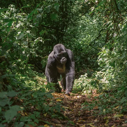 Uganda: Gorilla and Chimp Trekking 24 to 45 Trip
