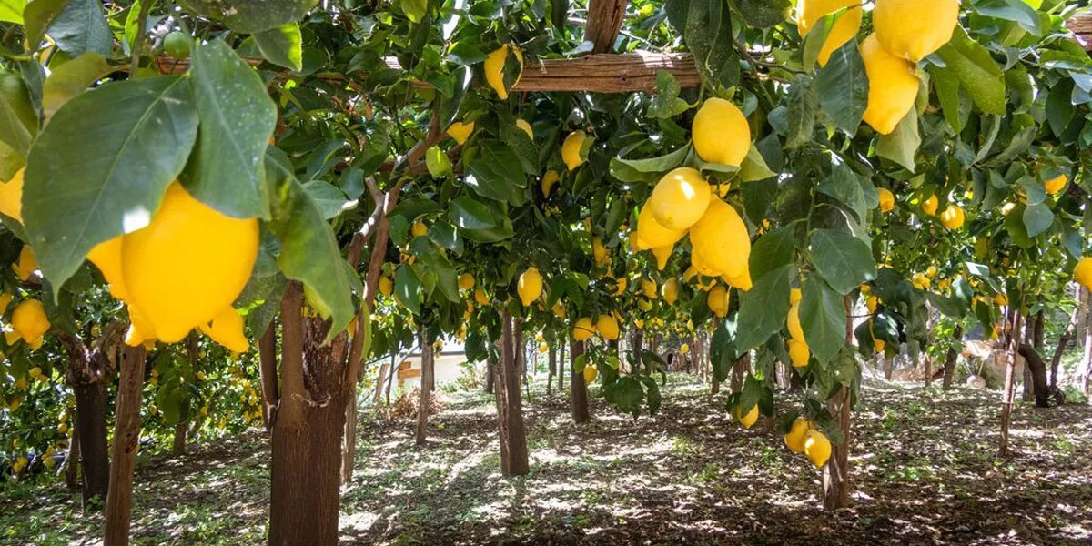 Lemon trees with big yellow lemons in Italy.