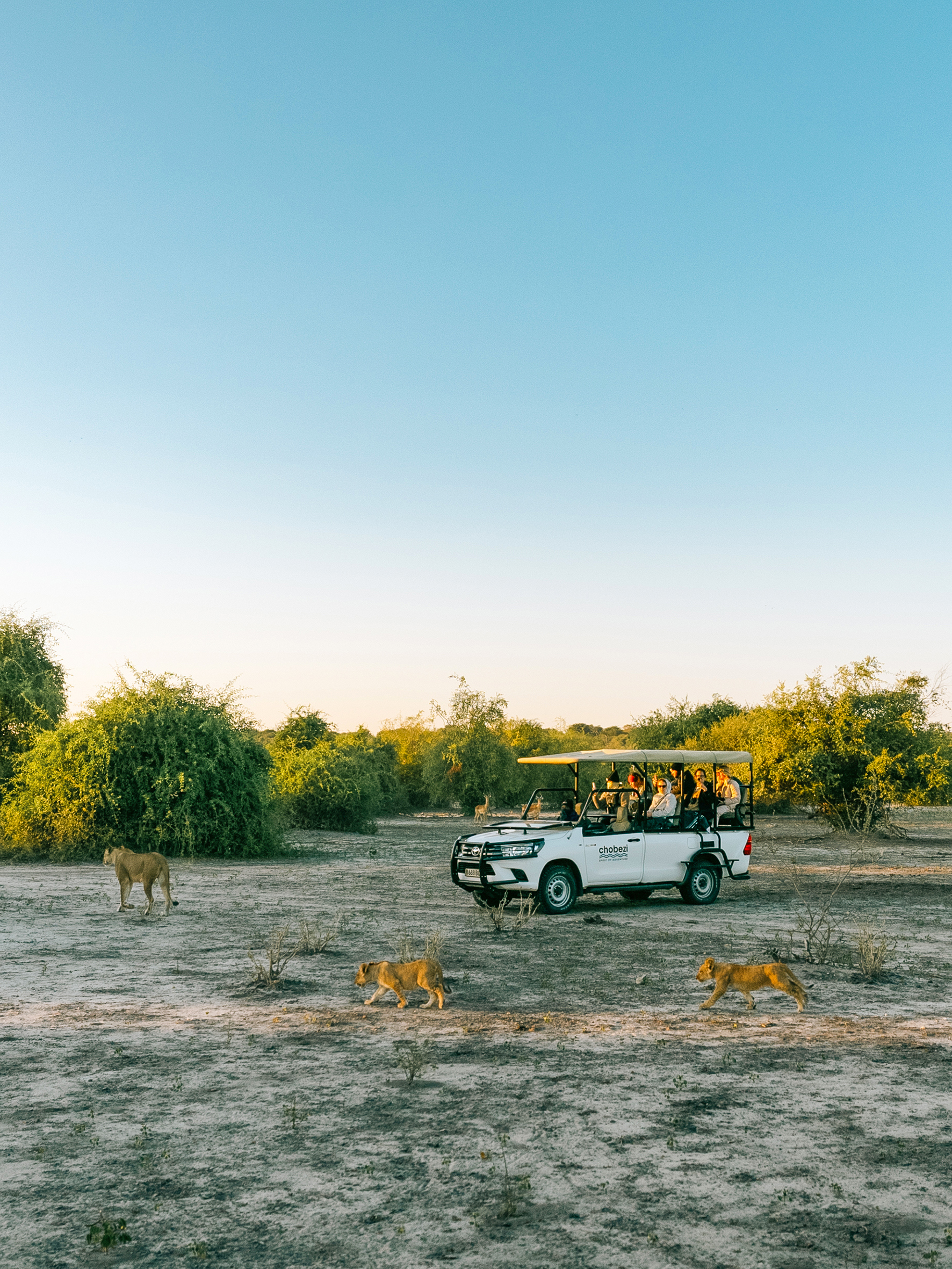 Take a Morning Game Drive in Chobe