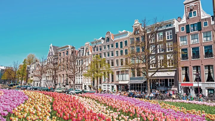 Tulips and the Narow houses of Amsterdam, Netherlands