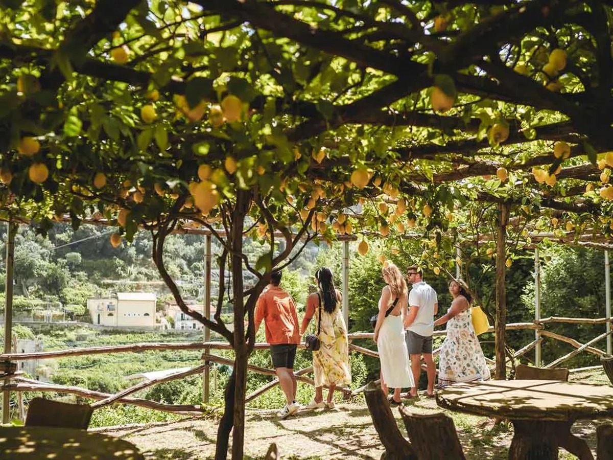 Travelers In A Lemon Field In Italy